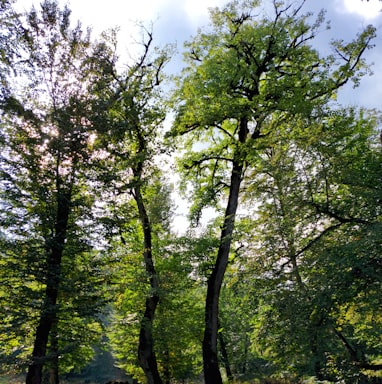 a group of trees in a forest