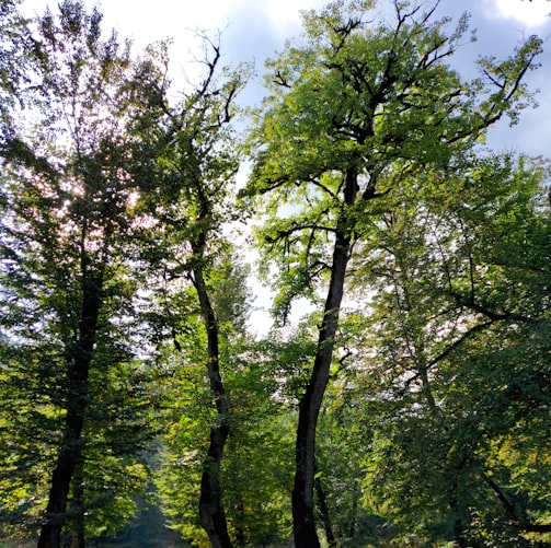 a group of trees in a forest