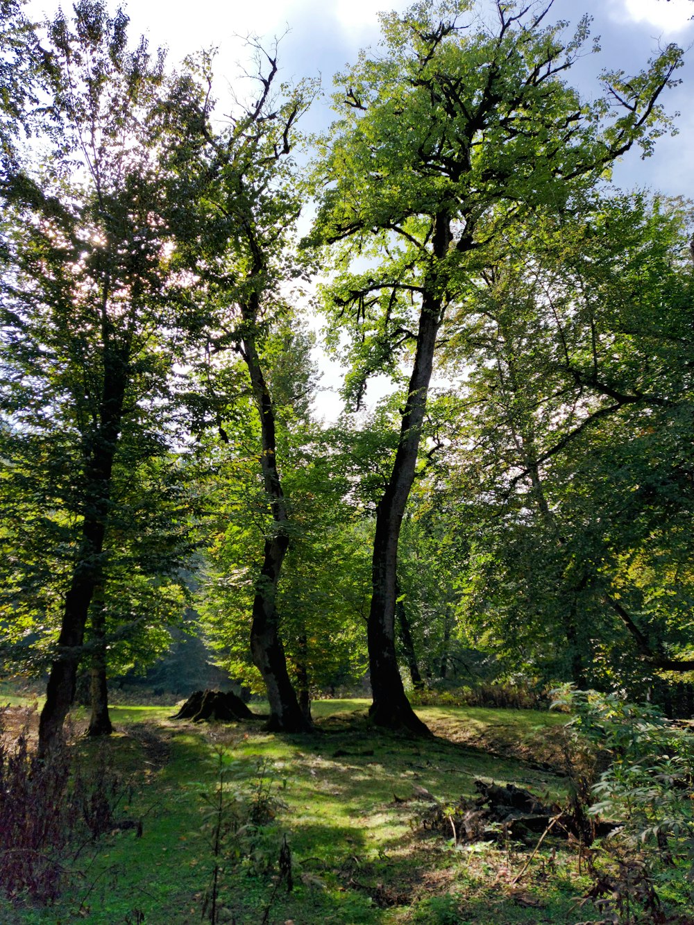 Un gruppo di alberi in una foresta