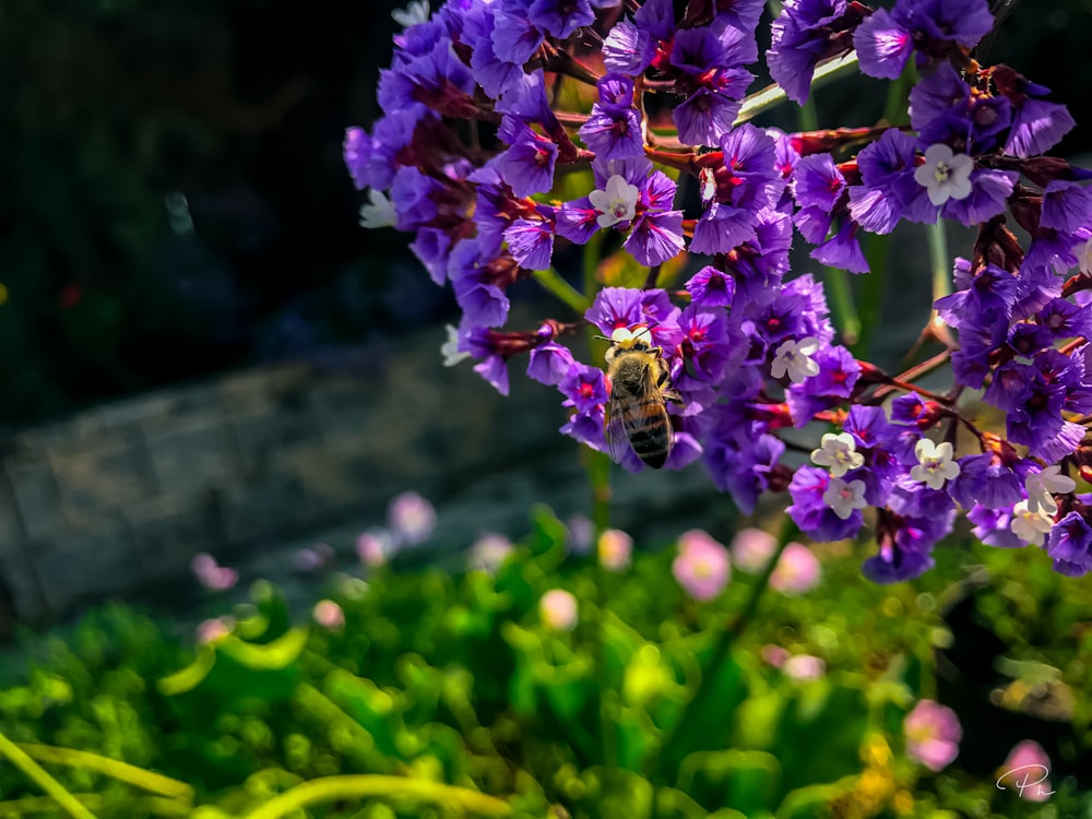 a bee on a flower