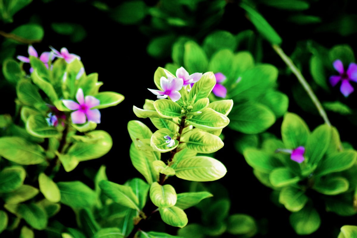 Botanical Baby Names: Nature's Beautiful Choices