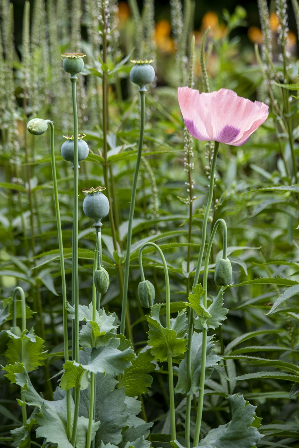 a pink flower in a field of green plants