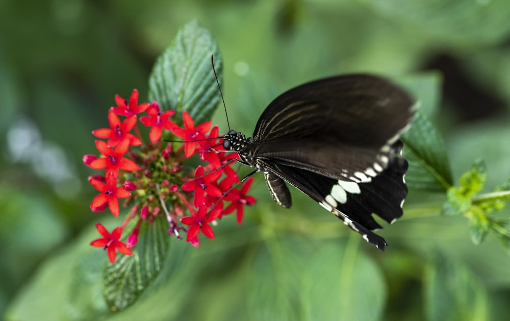 a butterfly on a flower