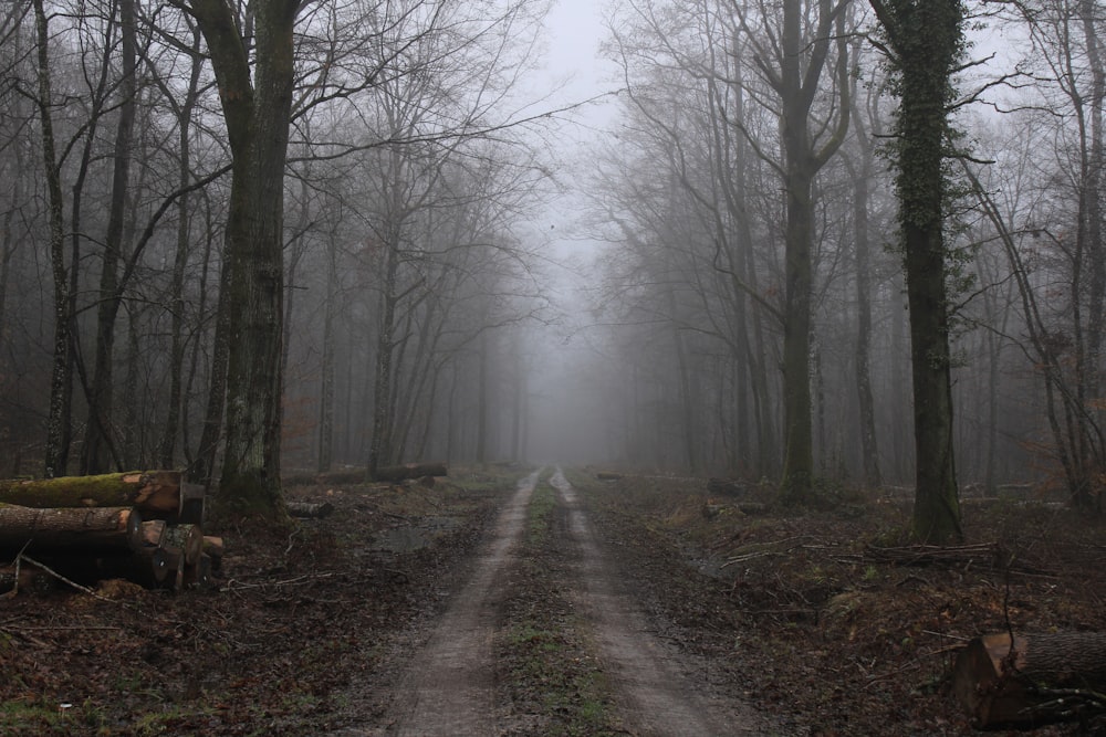 Una strada sterrata in una foresta nebbiosa