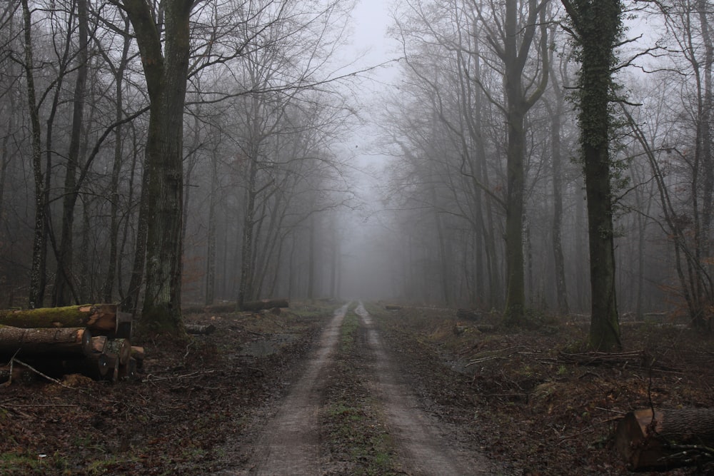 a dirt road in a foggy forest