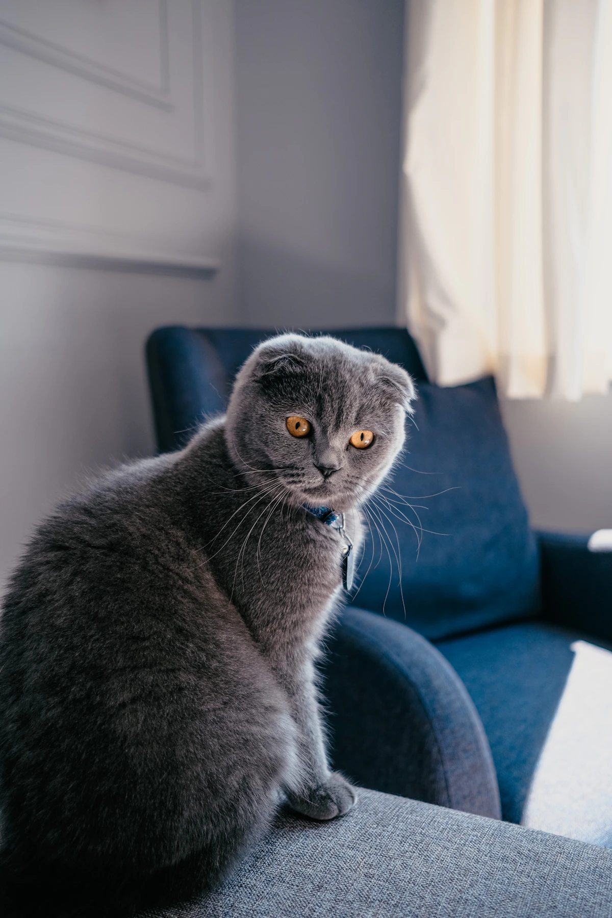 Scottish Fold Kedisi: Genetik Hastalık, Ağrı ve Etik Rehberi