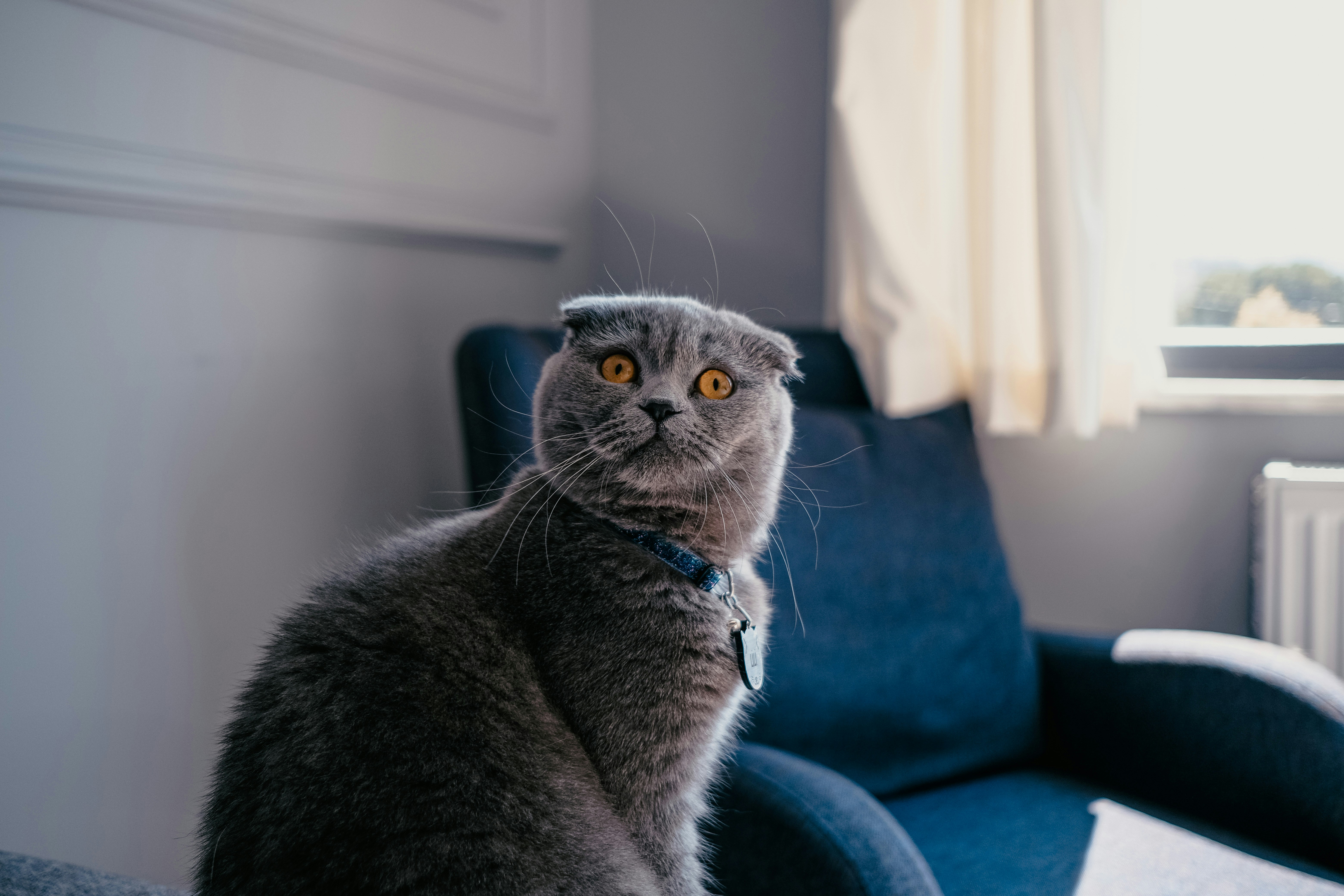 a cat sitting on a chair