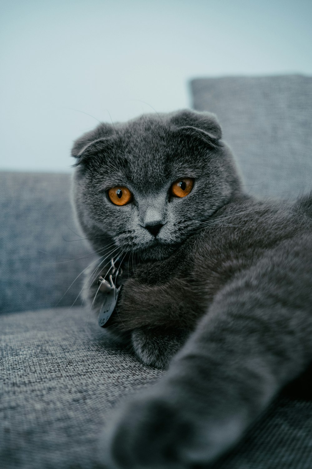 a cat lying on a blanket