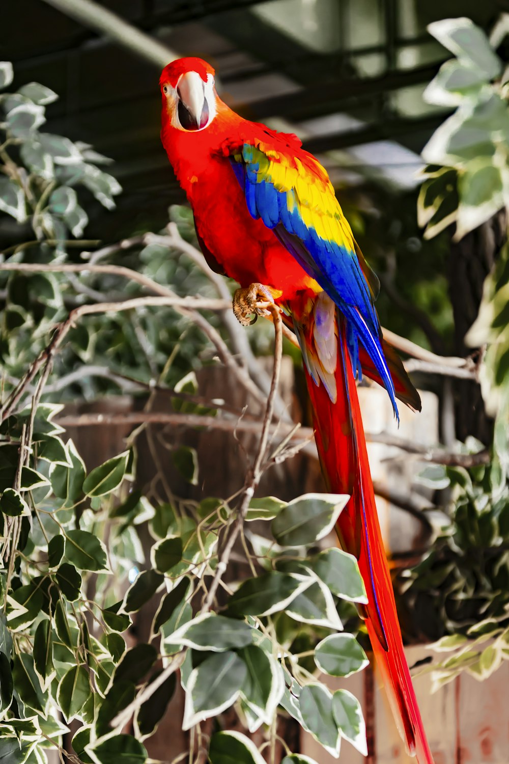 a parrot perched on a branch
