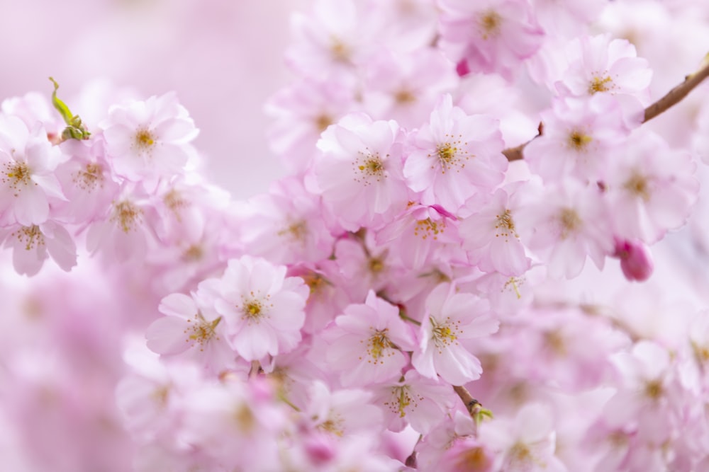 a close up of flowers