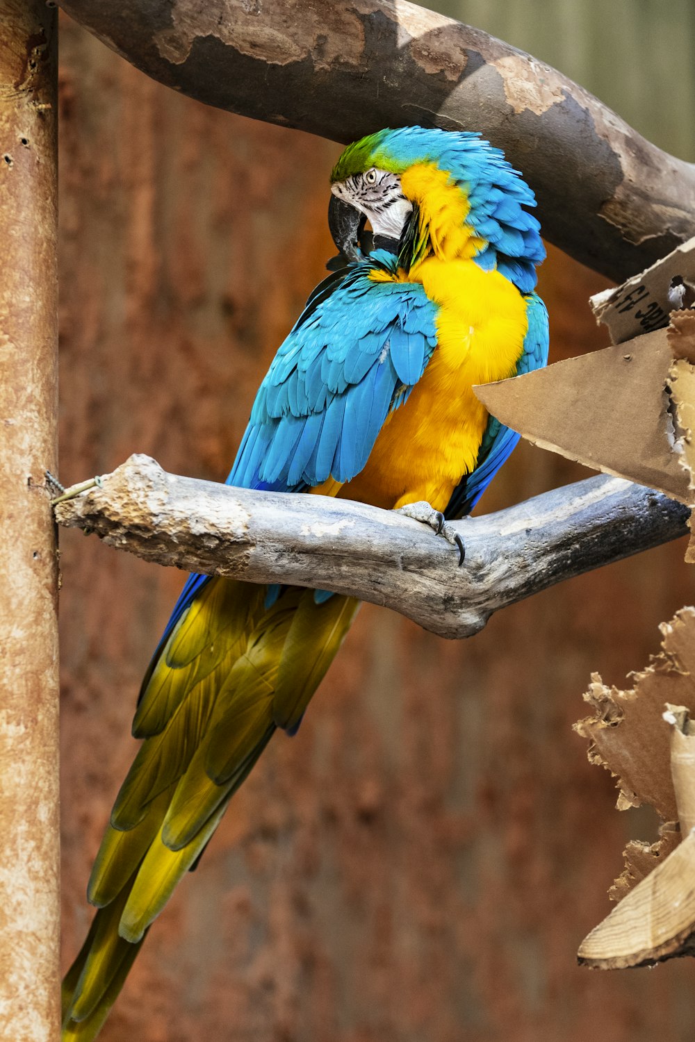 a couple of birds on a branch