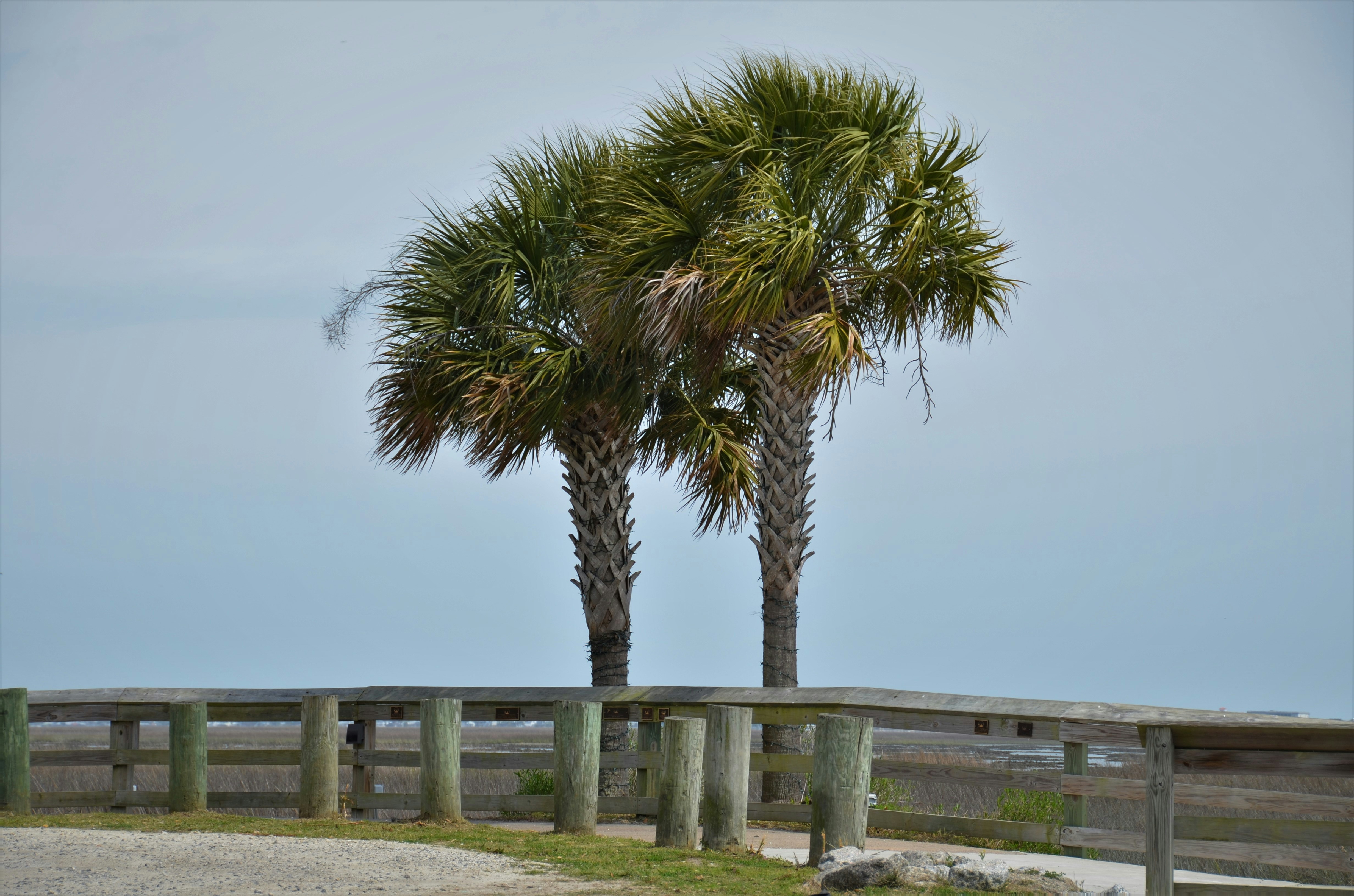 a palm tree by a fence