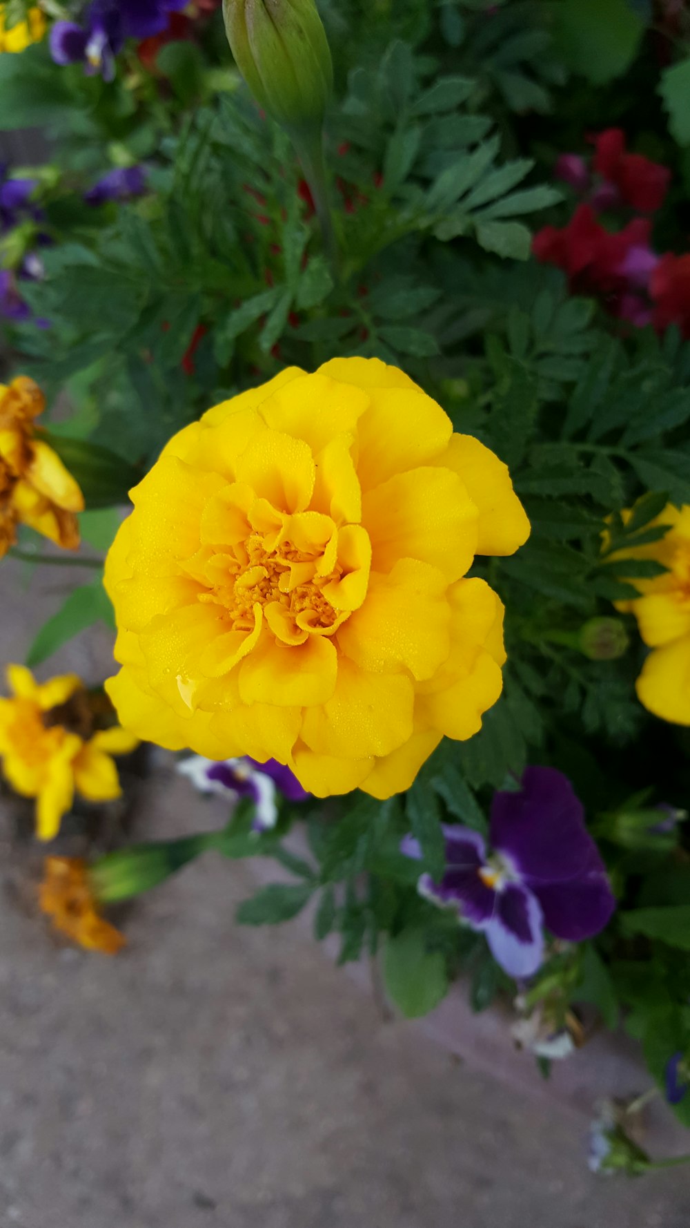 a yellow flower surrounded by purple and yellow flowers