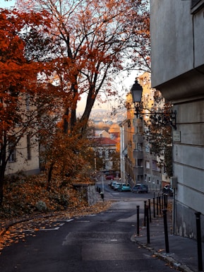 a street with trees on the side