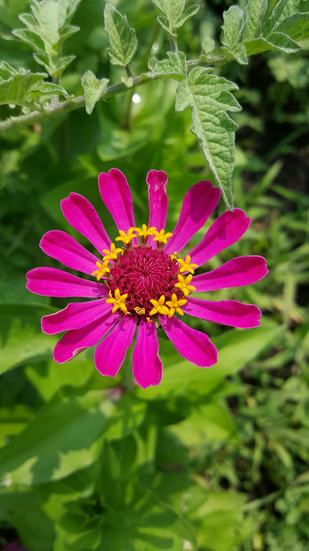 a pink flower surrounded by green leaves