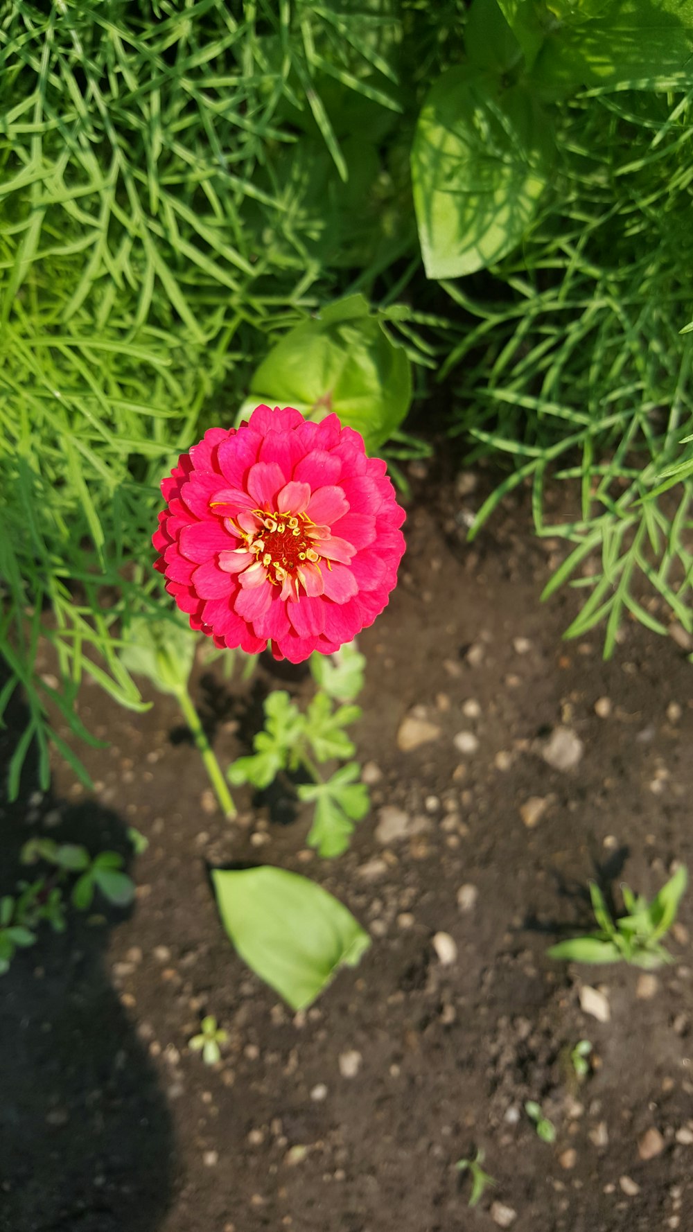 a pink flower in the dirt