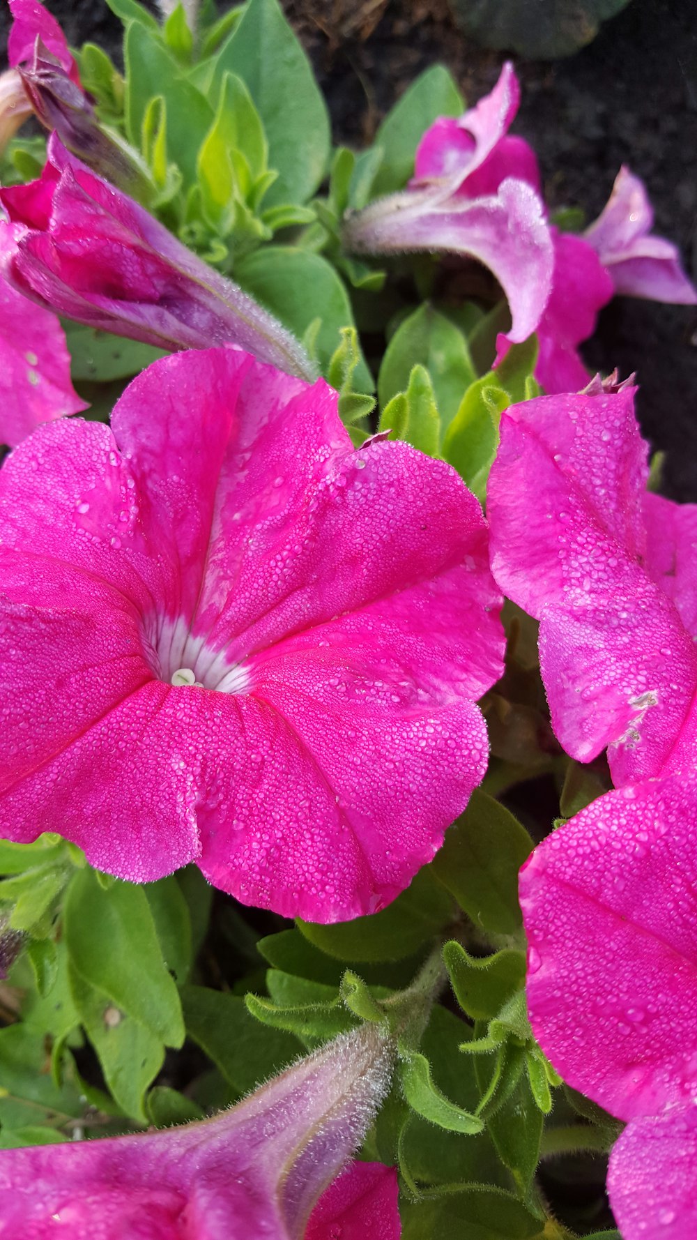 a close up of a flower