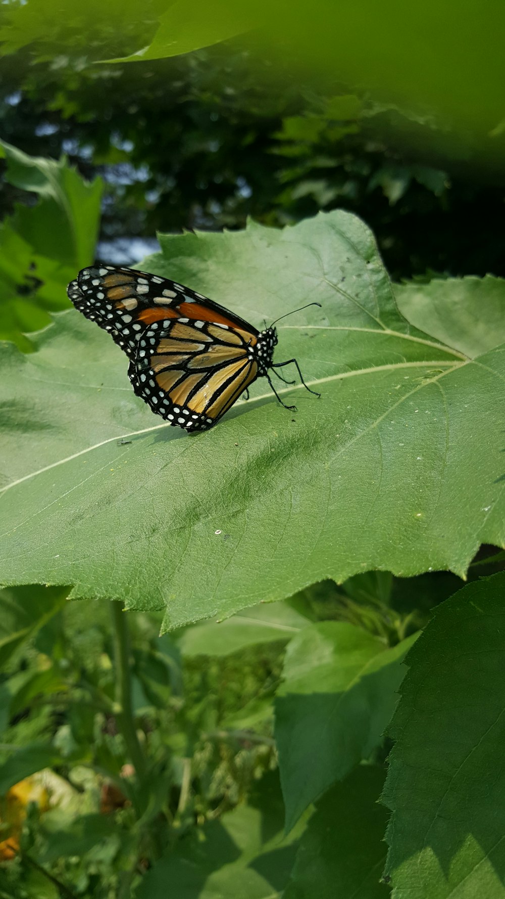 a butterfly on a leaf