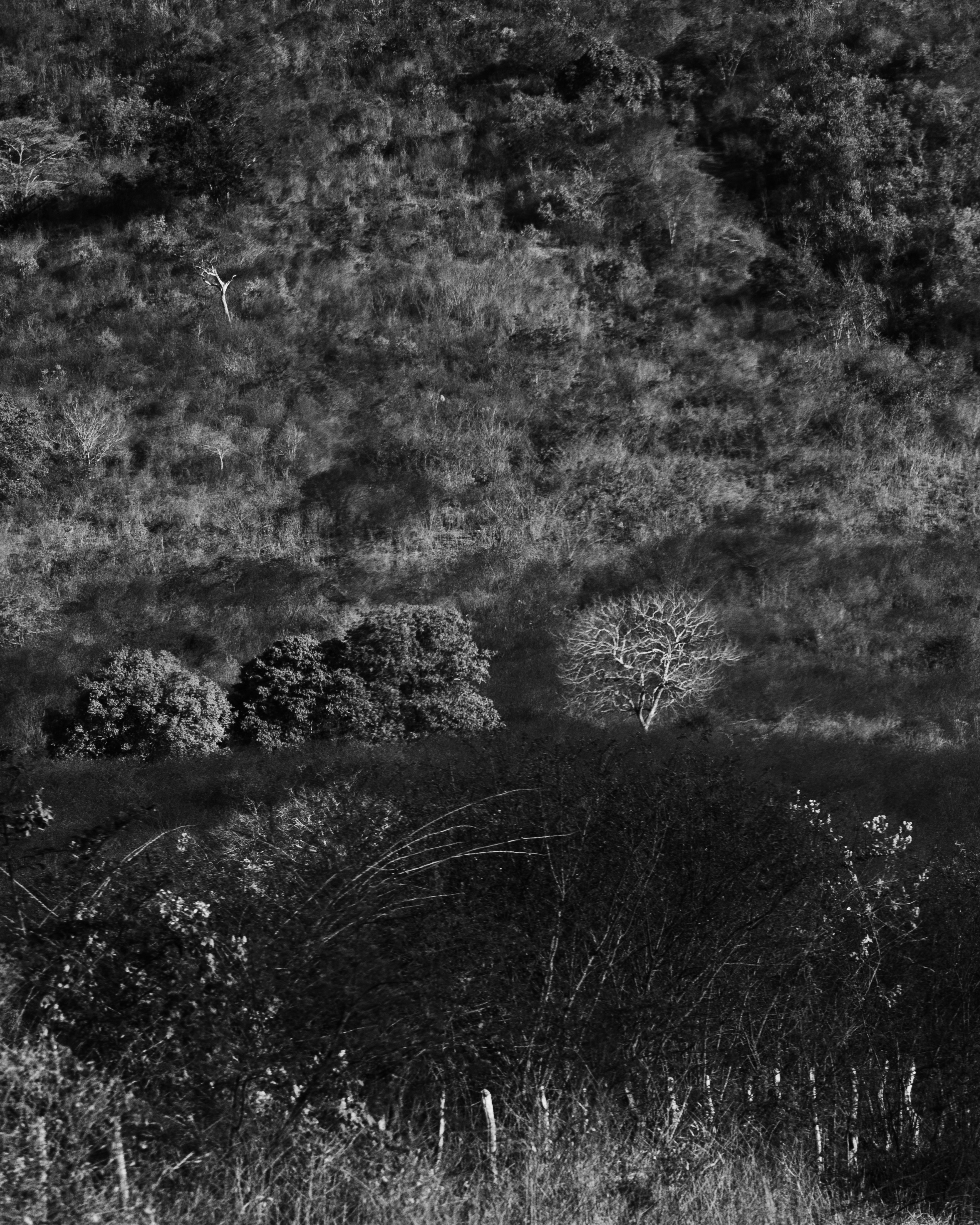 a black and white photo of a forest