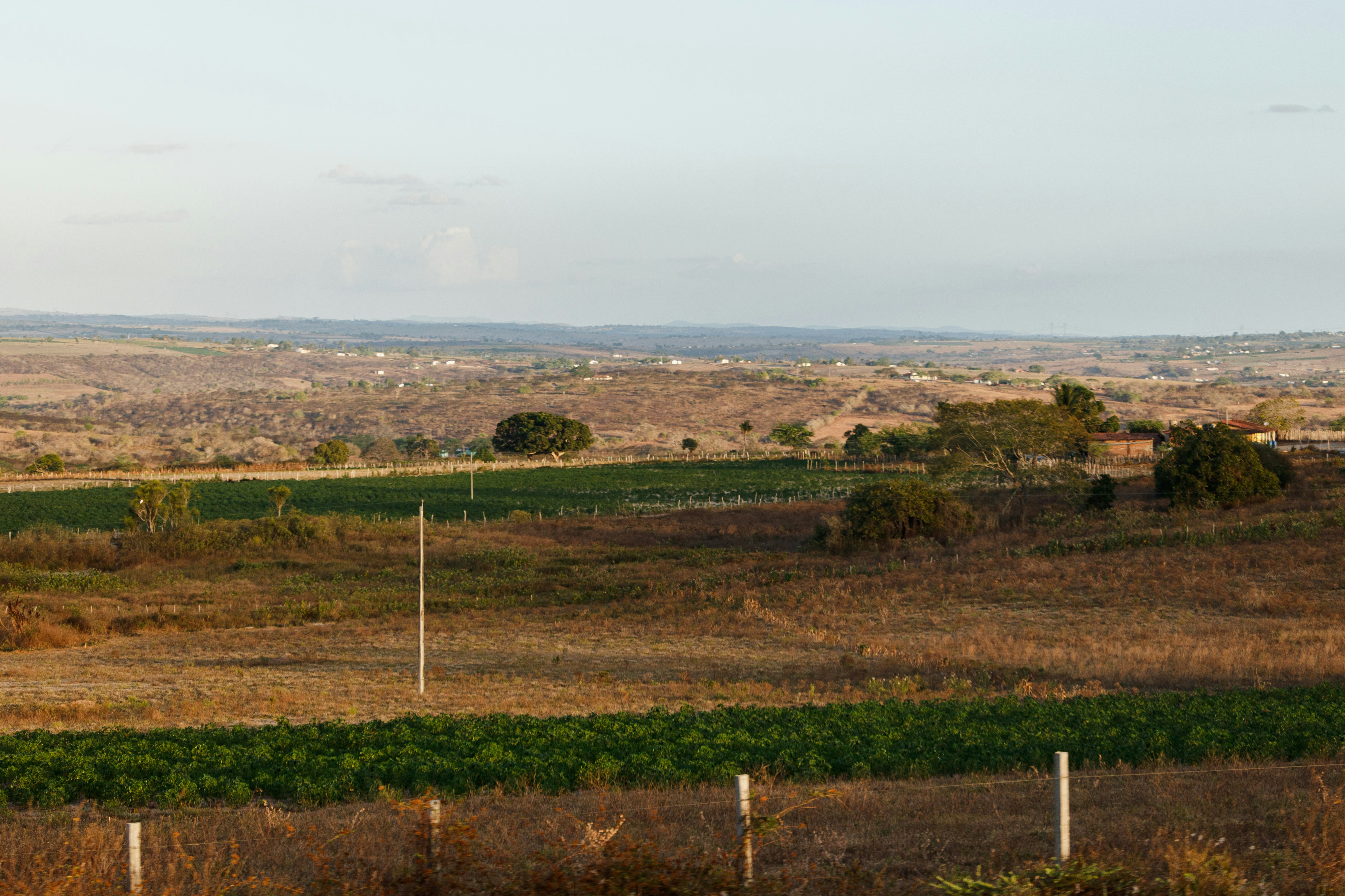 a field of green plants