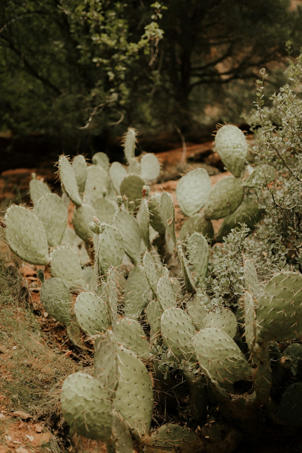 a cactus in a forest