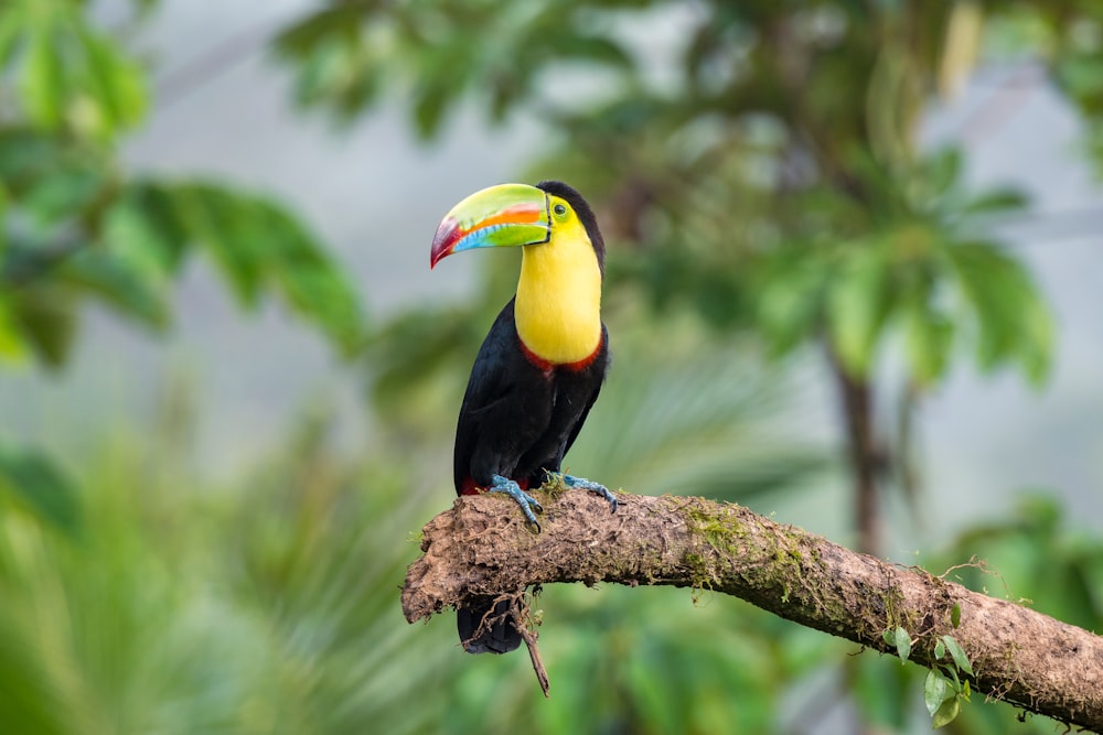 a bird on a branch