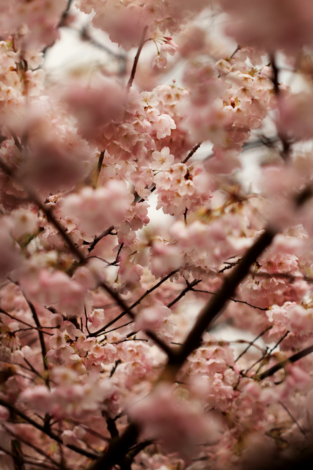 a close up of pink flowers