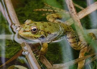 cute frog in a lake