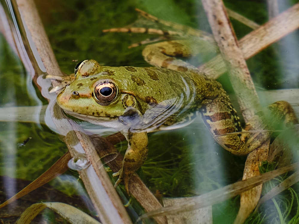 a frog on a branch