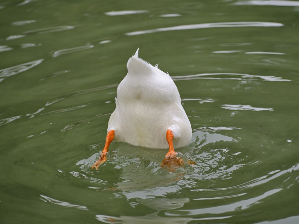 a white bird on a small orange object in the water