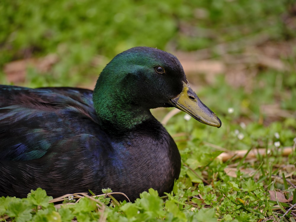 a duck in the grass