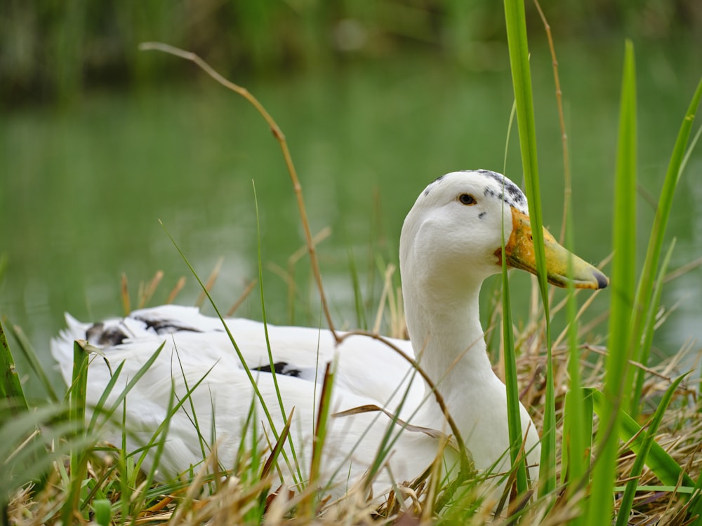 a duck and a duckling in the grass