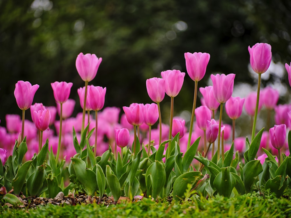 a group of pink flowers