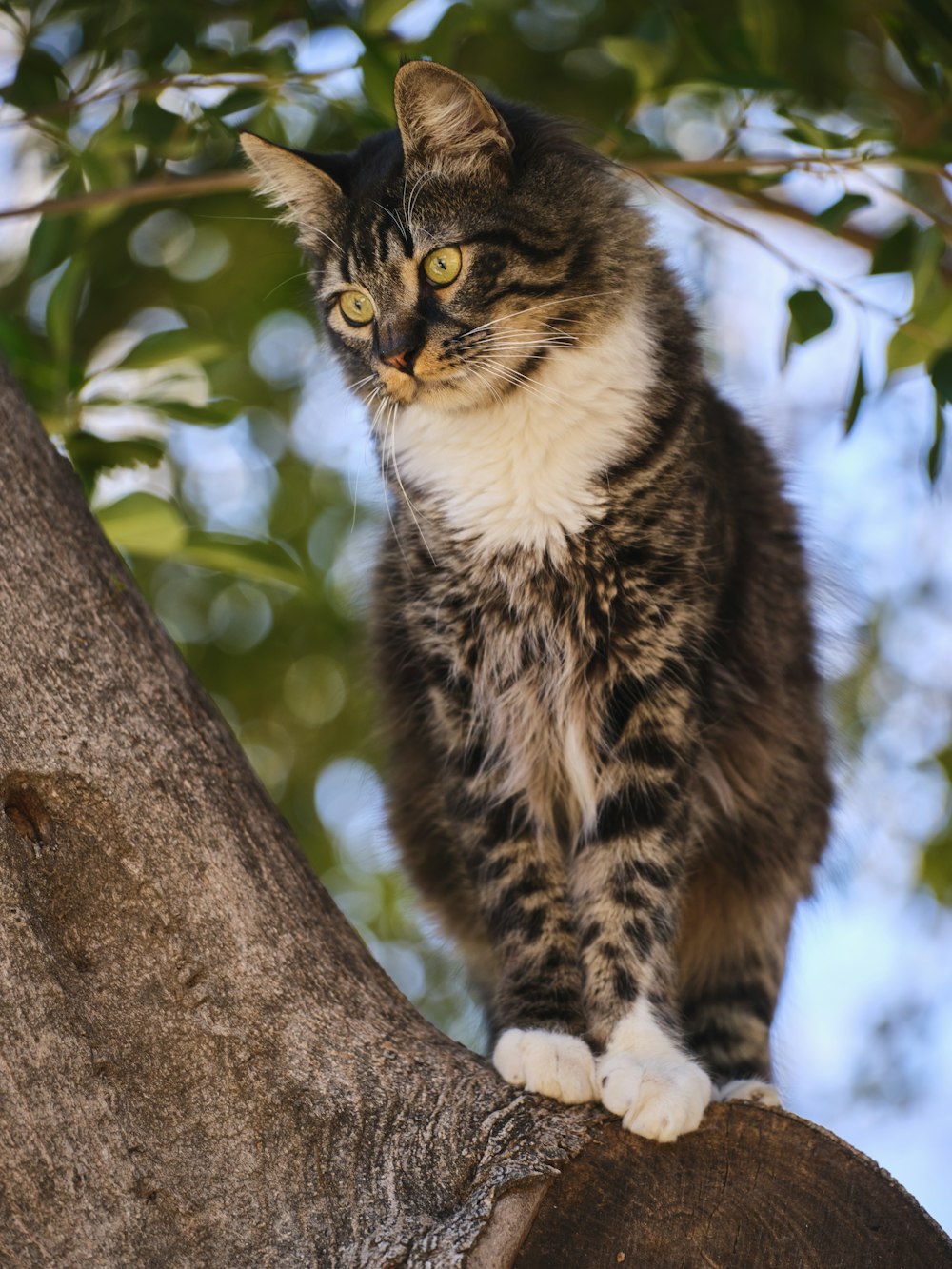 a cat sitting on a tree