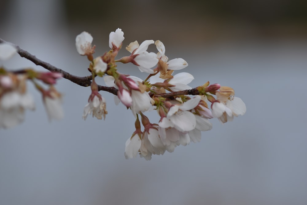 a close up of a tree branch with white flowers