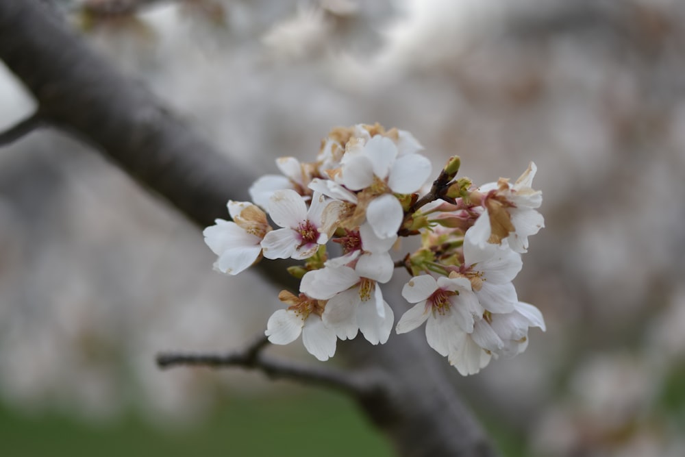 a close up of a tree branch with white flowers