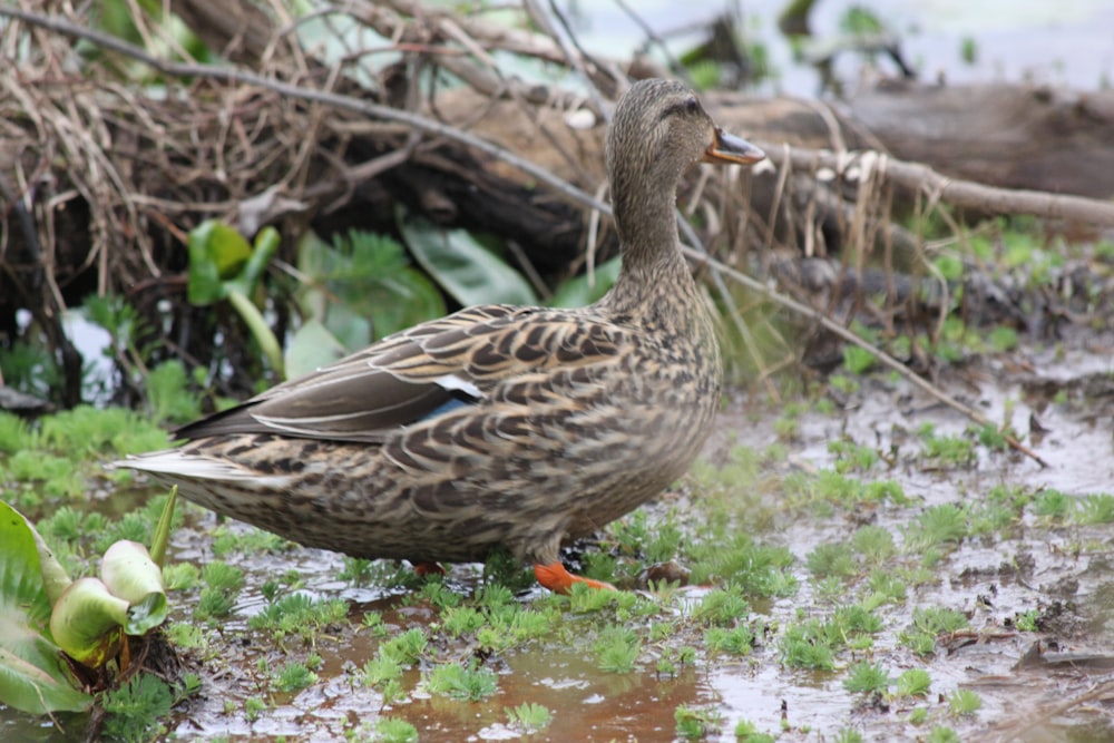 a duck standing in water