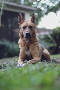 a brown dog laying on top of a lush green field