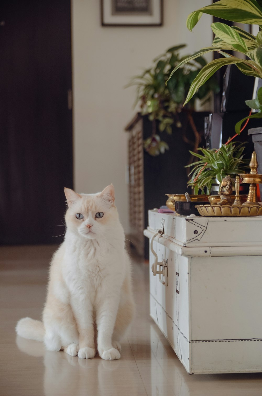 a white cat sitting on a wood floor next to a plant