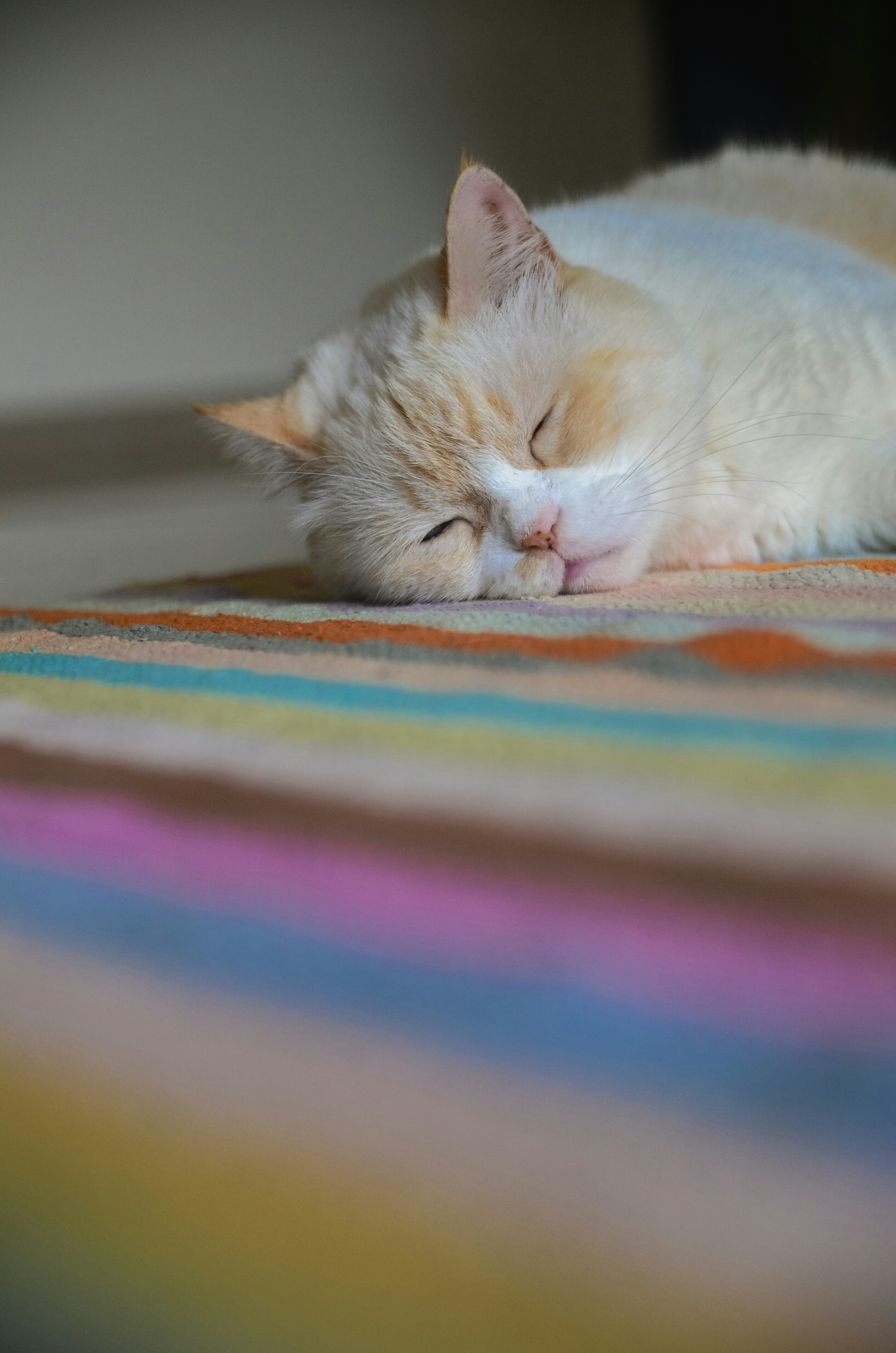 a cat sleeping on a blanket