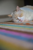 a cat sleeping on a blanket