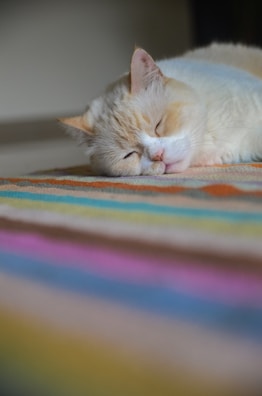 a cat sleeping on a blanket