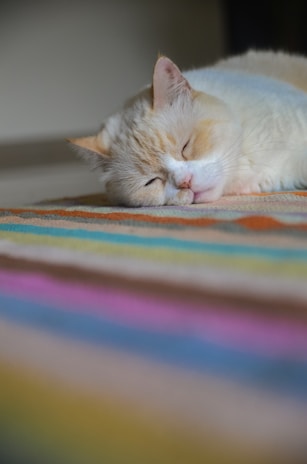 a cat sleeping on a blanket