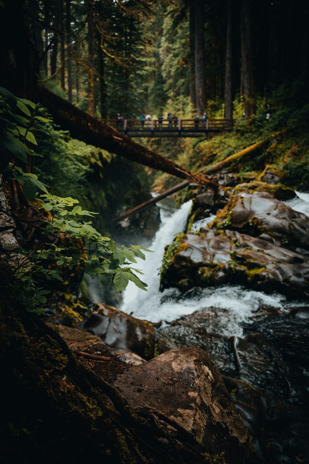 a group of people walking on a bridge over a stream in the woods