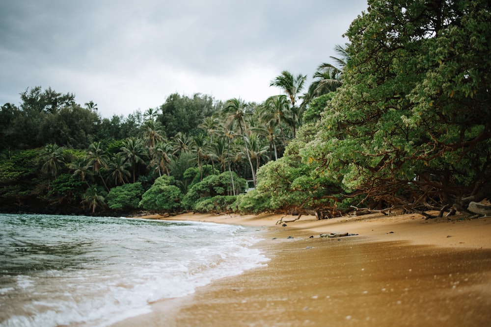 a beach with trees and water