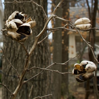 A close-up view of a dried seed pod on a bare, twisted branch set against a blurred background of tree trunks and autumnal foliage. The seed pod is open, revealing dark, glossy seeds inside.