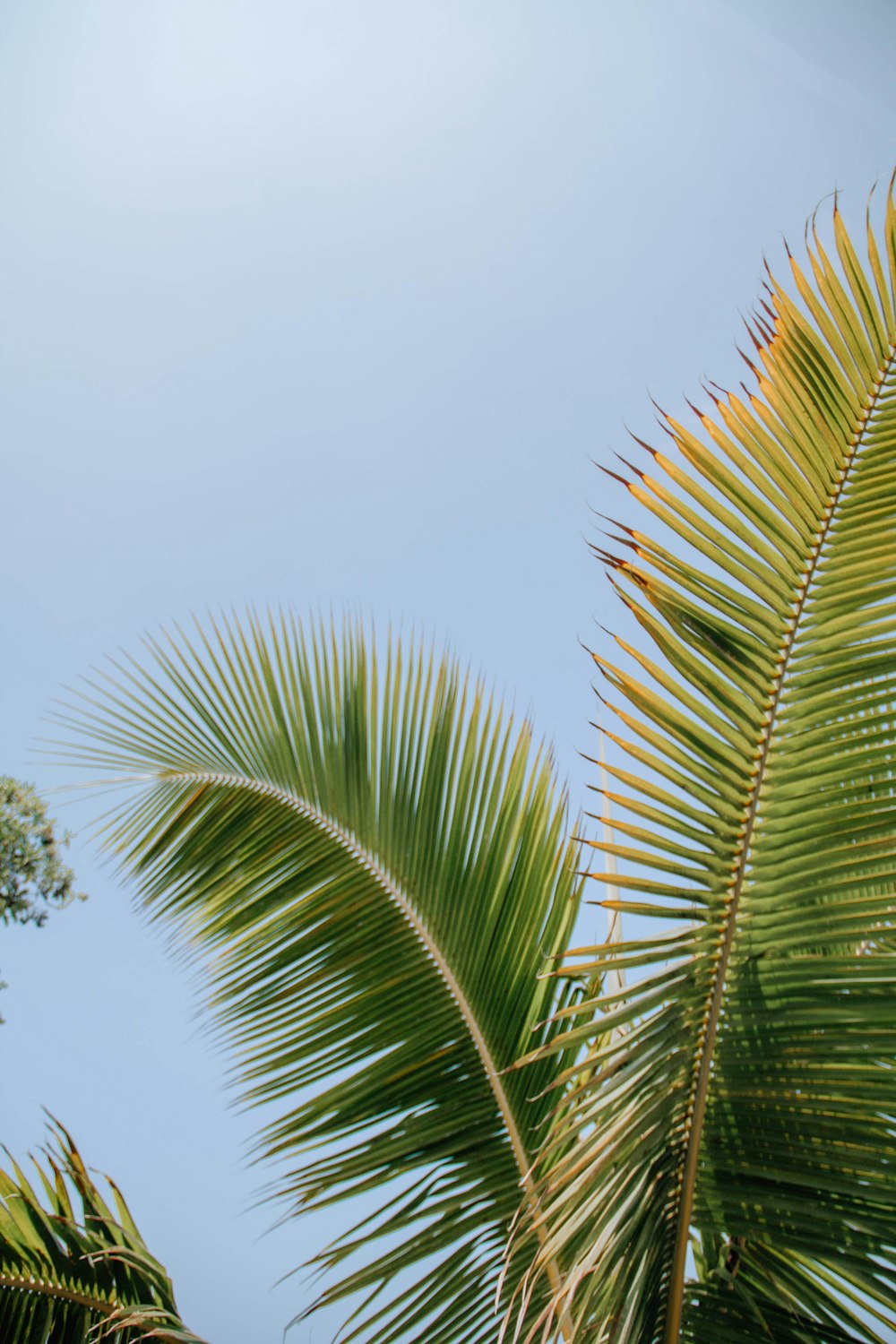 a group of palm trees