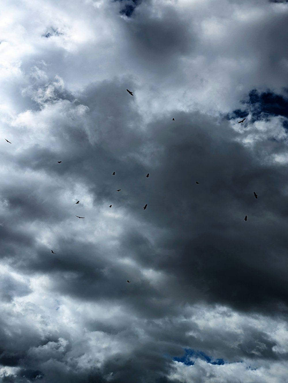 a group of birds flying in the sky