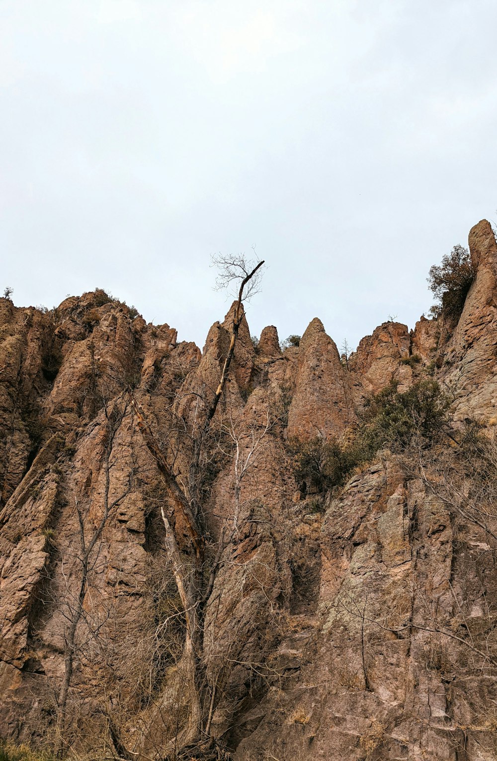 a rocky cliff with a tree