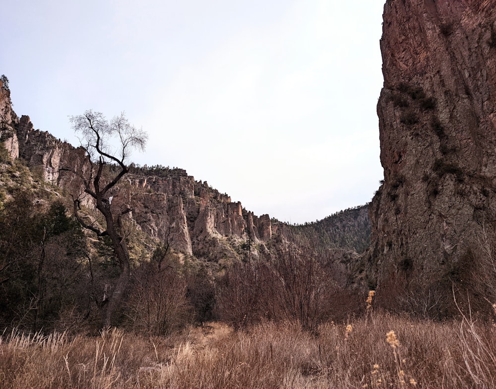 a rocky cliff with trees